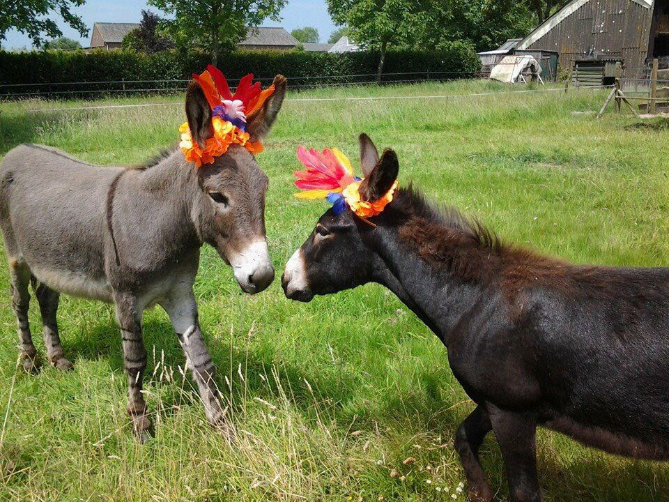 Igor Donkey Snoezezels