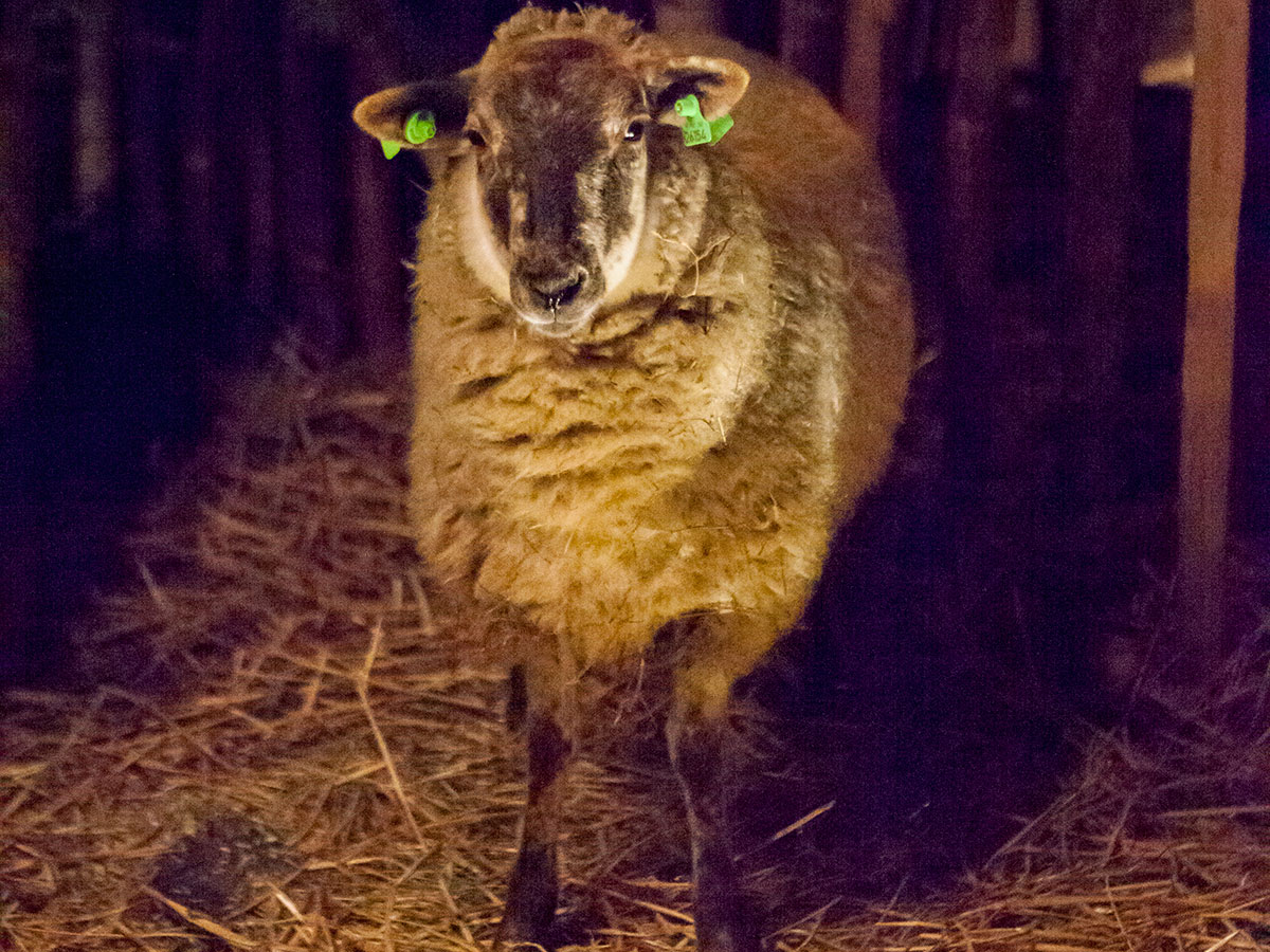 schaap tijdens opening kerststal in Princenhage 2016