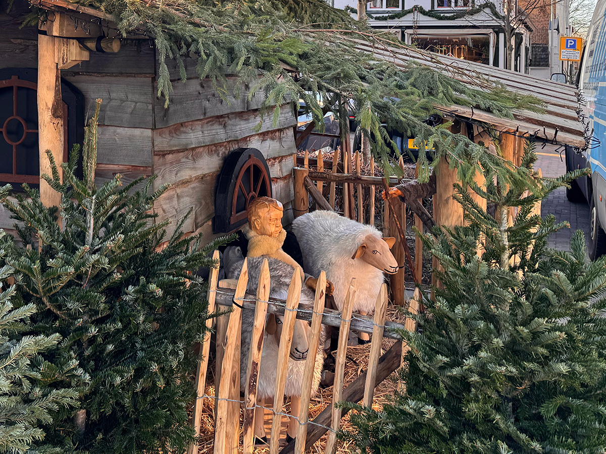 De schapen en de herder staan in de kerststal